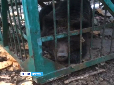 Медведя, бродившего вблизи посёлка под Иркутском, наконец поймали