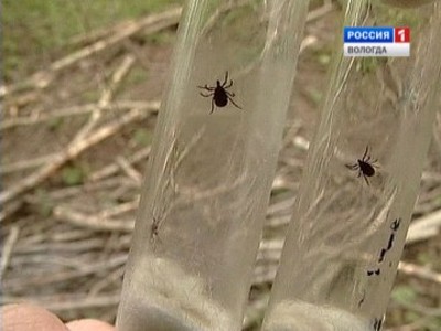 Почти 11 тысяч вологжан пострадали от нападения клещей