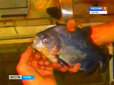 Экзотический улов: в Пермском крае рыбаки поймали пиранью