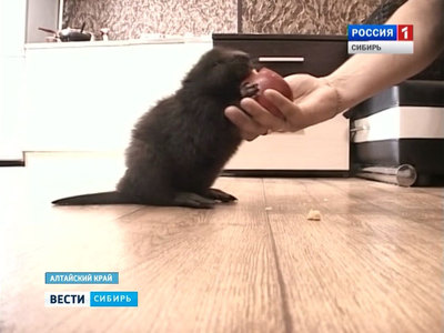 Барнаульцы начали заводить бобров в качестве домашних животных