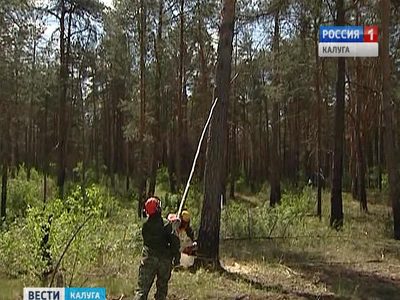 Анатолий Артамонов запретил вывоз древесины из региона