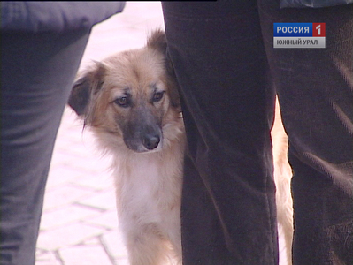 В Миассе зоозащитники разыскивают живодера с проволокой