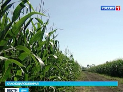 Аграрии Дона примут участие в семинаре по выращиванию кукурузы