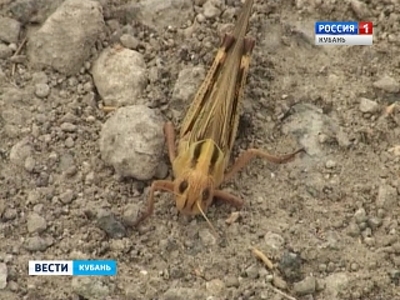 Кубань готовится к атаке саранчи