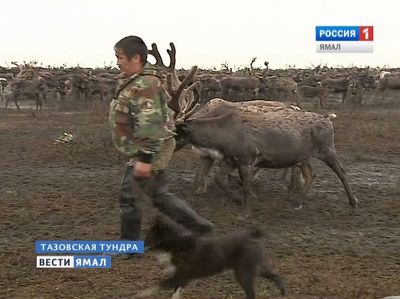 Терпеть нельзя отстреливать. Проблема с хищниками на Ямале требует решения