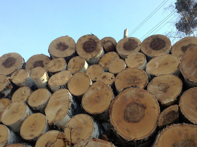 Новосибирская компания незаконно вывезла из Томской области лес на 8 миллионов
