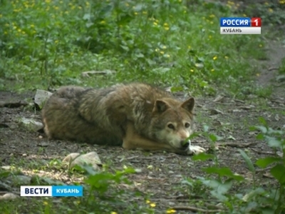 У предприимчивого кубанца отсудили двух волков