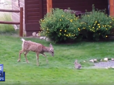 В США кролик подружился с олененком. Видео
