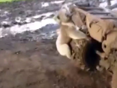 Видео погони коалы за квадроциклом собрало почти 2 миллиона просмотров