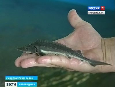 На Владимировском заводе выпустили в Амур молодь осетра и калуги