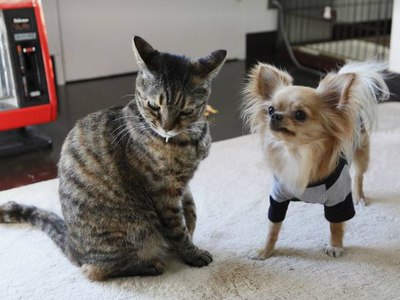 Кошки не доверяют своим хозяевам и эмоционально не зависят от них