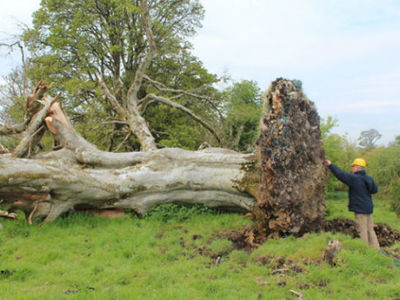 Под корнем многовекового дерева обнаружены средневековые останки