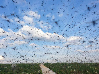 Популяция арктических комаров растёт с климатическими изменениями