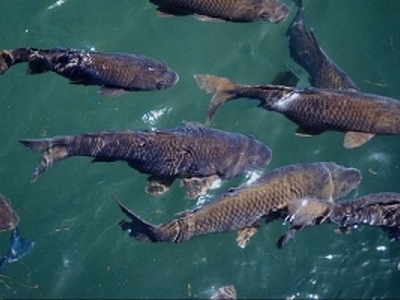Рыбинское водохранилище может лишиться всей рыбы