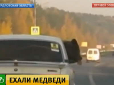 Медведь прокатился на "Волге" по уральской трассе