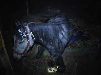 После скандала с мертвым пони в Кирове из конюшни изъяли полумертвых лошадей