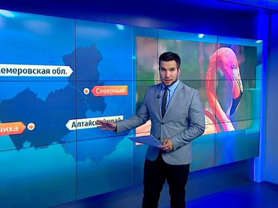 Розовых фламинго могла сбить с толку война на Ближнем Востоке