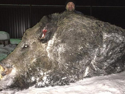 На Урале охотнику удалось завалить гигантского кабана весом в полтонны. Фото