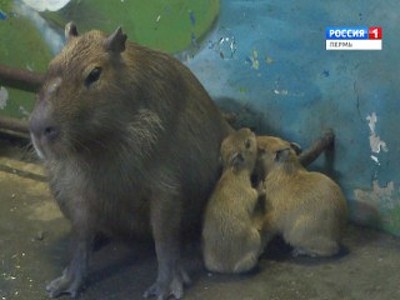 В Пермском зоопарке родились капибары