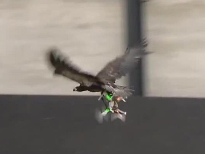 Нидерландских орлов учат охотиться на беспилотники. Видео