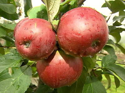 Россия продлит продуктовое эмбарго, если ЕС не снимет санкции