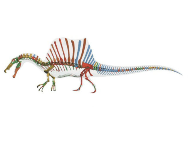 Исследователям удалось почти полностью восстановить скелет спинозавра (иллюстрация Tyler Keillor/ Lauren Conroy/ Erin Fitzgerald). 