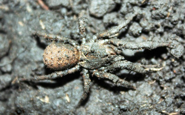 Paratropis tuxtlesis покрывает своё тело пылью и почвой (фото EuroPics (CEN). 