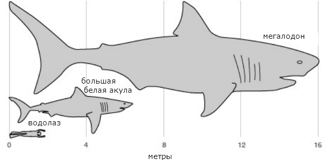 Что, если бы мегалодон не вымер?