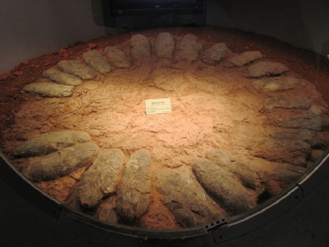 Крупные овирапторозавры высиживали кладку, окружая себя яйцами по периметру (фото Kohei Tanaka/University of Calgary). 