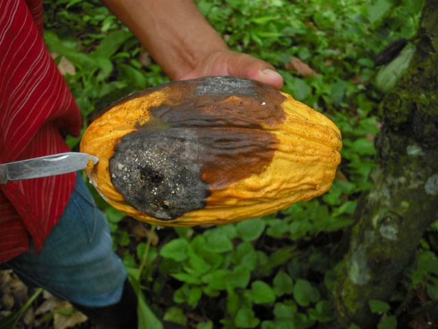 Чёрная гниль на стручке какао, обнаруженная одним из пользователей приложения PlantVillage (фото PlantVillage).