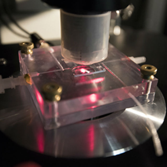 В ходе эксперимента учёные светили инфракрасным светом на кристаллы родопсина (фото Robert Boston). 