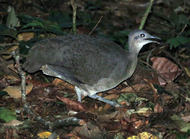 Большой тинаму — горная курица, обитающая в Центральной и Южной Америке (фото Katja Schulz/Flickr).
