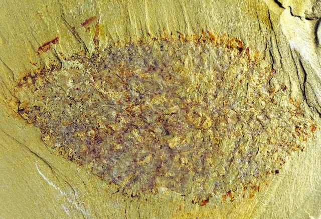 Полный отпечаток останков животного в камне (фото Derek Siveter/Oxford University).