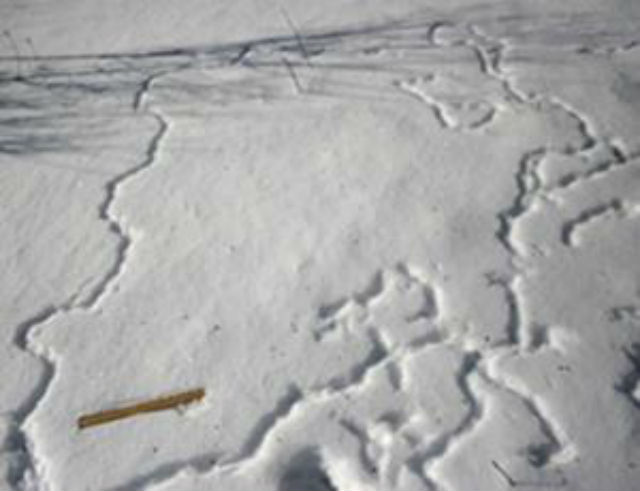 Строительство снежных туннелей &mdash; всего лишь птичьи игры, делают вывод учёные (фото Bernd Heinrich). 