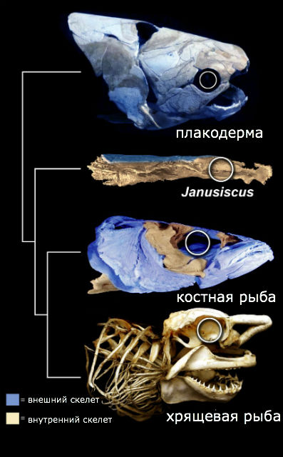 Предки костных и хрящевых рыб обладали чертами обоих классов (иллюстрация Oxford University).