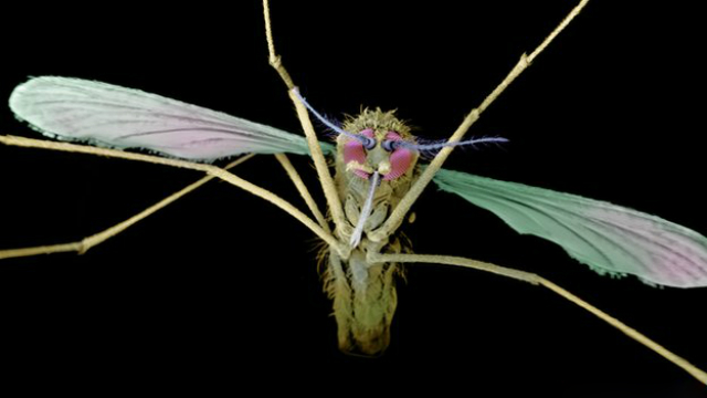 Комар – переносчик малярийных паразитов-плазмодиев (иллюстрация Science Photo Library).