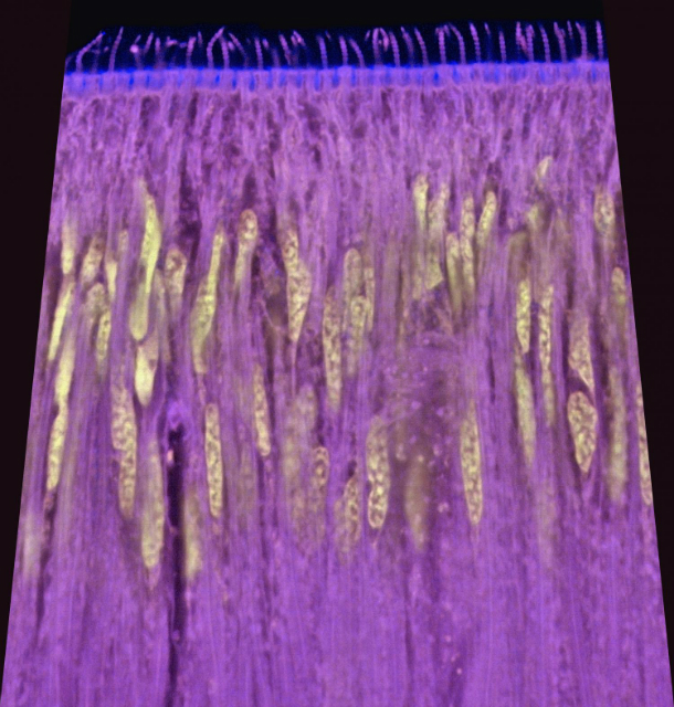 Микрофотография, на которой видны выводящие протоки крибеллюма (фото Katrin Kronenberger (Oxford University) & David Johnston (University of Southampton)). 