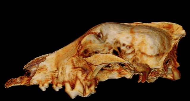 31680-летний череп древнего волка, обнаруженный в пещере Гойе в Бельгии (фото Michael Coquerelle). 