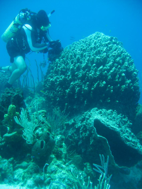 Морской биолог, занимающийся изучением рифового сообщества (фото Steven E. McMurray). 
