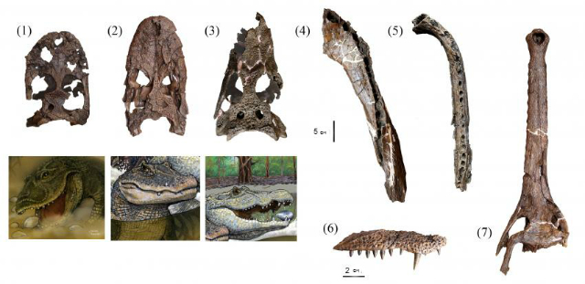 Черепа и челюсти 7 различных видов крокодилов: (1) G. pebasensis, (2) K. iquitosensis, (3) C. wannlangstoni, (4) Purussaurus neivensis, (5) Mourasuchus atopus, (6) Pebas paleosuchus и (7) Pebas gavialoid. Три новых вида (1-3) показаны на иллюстрации (реконструкция Javier Herbozo, иллюстрация Rodolfo Salas-Gismondi). 