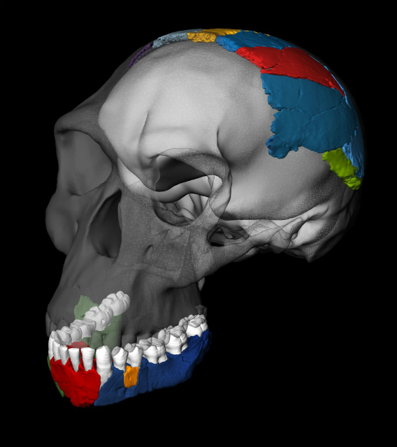 Реконструкция черепа человека умелого, выполненная на основе других окаменелостей (иллюстрация Philipp Gunz, Simon Neubauer and Fred Spoor). 