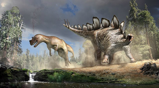 Стегозавр использовал свой шипованный хвост как грозное оружие. На одном из ископаемых образцов аллозавров (также на рисунке) были даже обнаружены следы повреждения от этих шипов (иллюстрация NHM London/Nicholls).