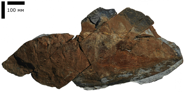 Ископаемый образец Aegirocassis benmoulae, найденный на территории Марокко (фото Peter Van Roy, Yale University).