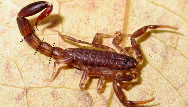 anus-igri-s-vodoy-video-kartinki-seks-poshadi
