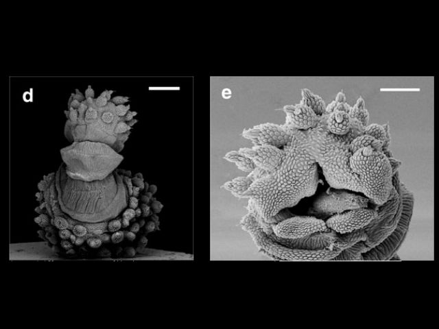 На снимке сканирующего электронного микроскопа отчётливо видна гофрированная структура (слева) и процесс раскрытия (справа) сосочка бархатного червя вида Epiperipatus acacioi (иллюстрация Andrés Concha et al.)