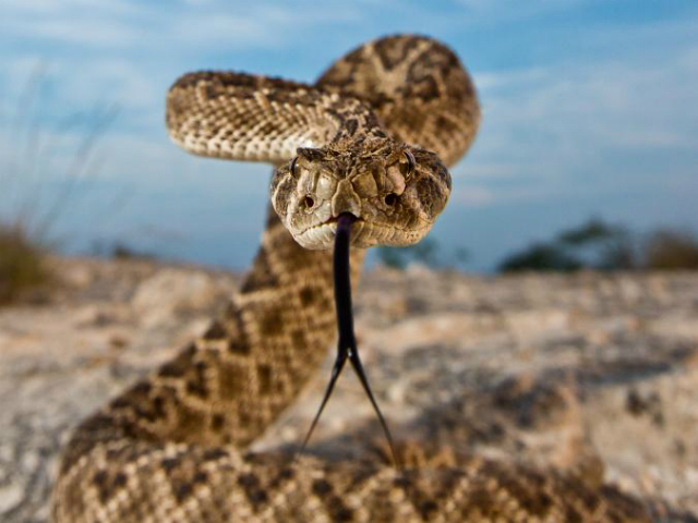 Мыши, которым вводили пептиды из крови опоссума, не реагируют на яд техасского гремучника (фото Karine Aigner, National Geographic Creative). 