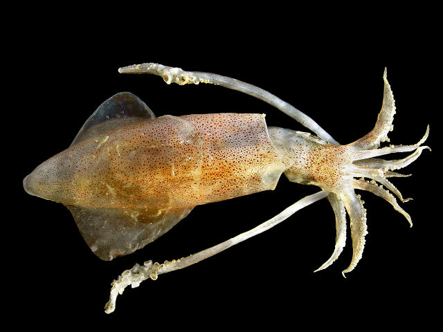 Специальные клетки в коже кальмаров позволяют этим животным изменять цвета и узоры на теле, сливаясь с окружающим фоном (фото Hans Hillewaert/Wikimedia Commons).