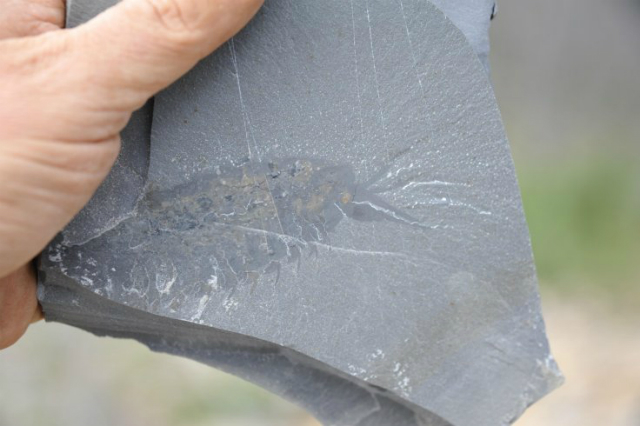 Только что извлечённые ископаемые останки животного (фото Robert Gaines).