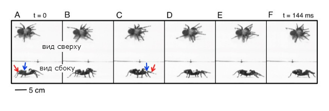 Неуклюжесть паука-птицееда незаметна невооружённым взглядом: учёным пришлось замедлять видеозапись и изучать угол между суставами его ног (иллюстрация FY Su and AN Ahn).