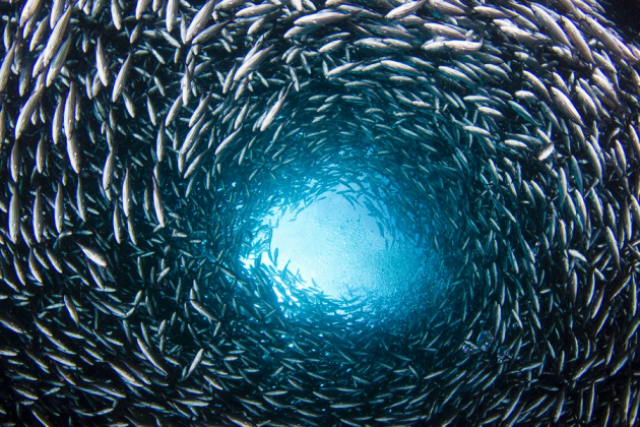 Стая рыб вида Xenocys jessiae возле Галапагосских островов (фото David Fleetham/NPL/WWF). 